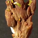 Pyromorphite<br />Les Farges Mine (Des Farges Mine), Ussel, Corrèze, Nouvelle-Aquitaine, France<br />24 x 14 mm<br /> (Author: Sante Celiberti)