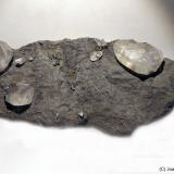 CalcitaMina Fengjiashan, Edong, Daye, Prefectura Huangshi, Provincia Hubei, China125 x 55 mm (Autor: Joan Niella)