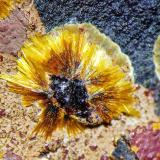 Cacoxenita, Goethita, Dufrenita, Beraunita<br />Vacies de las obras del túnel del AVE, El Horcajo, Almodóvar del Campo, Comarca Campo de Calatrava, Ciudad Real, Castilla-La Mancha, España<br />C.d.v. 7,0 x 7,0 mm.<br /> (Autor: carles)