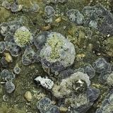 Quartz, Fluorite, Muscovite, Pyrite, Fluorapatite<br /><br /><br /> (Author: am mizunaka)