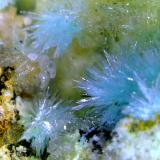Aurichalcita (Auricalcita), Hemimorfita<br />Mina Nieves, Monte Dobra, Viérnoles, Torrelavega, Comarca Besaya, Cantabria, España<br />Campo de visión 8 mm.<br /> (Autor: Antonio P. López)