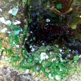 Metazeunerita<br />Permiso de Investigación Anabel, Cerro de las Minas, Mérida, Comarca Tierra de Mérida - Vegas Bajas, Badajoz, Extremadura, España<br />Campo de visión 10 mm.<br /> (Autor: Antonio P. López)
