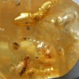Baltic Amber with what look like small termites FOV 20mm (Author: nurbo)
