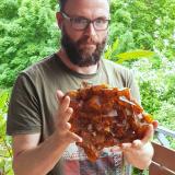 Fluorite<br />Wölsendorf Mining District, Upper Palatinate/Oberpfalz, Bavaria/Bayern, Germany<br />Specimen size 25 x 21 cm, largest crystal 5 cm<br /> (Author: Tobi)