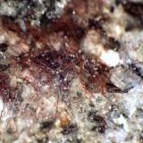 Fayalita<br />Canteras Villa Inglese, Torre del Greco, Monte Vesubio, Complesso Somma-Vesuvio, Ciudad metropolitana de Nápoles, Campania, Italia<br />< 1 mm<br /> (Autor: José Luis Zamora)