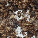 Cotunnita<br />Complesso Somma-Vesuvio, Ciudad metropolitana de Nápoles, Campania, Italia<br />< 1 mm<br /> (Autor: José Luis Zamora)