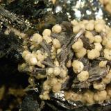 SIderite, Muscovite, Arsenopyrite, MarcasiteMinas da Panasqueira, nivel 0, Aldeia de São Francisco de Assis, Covilhã, Castelo Branco, Cova da Beira, Centro, Portugal7.3 × 6.9 × 3.8 cm (Author: Michael Shaw)