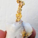 Oro, CuarzoAouint Ighoman, Provincia Assa-Zag, Región Guelmim-Oued Noun, Marruecos3,3 x 2,5 x 1,5 cm (Autor: carles)