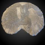Pyrite<br />Sparta, Randolph County, Illinois, USA<br />90 mm x 80 mm x 5 mm<br /> (Author: Dany Mabillard)