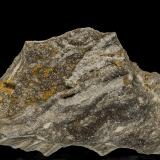 Quartz (variety smoky quartz), Petrified Wood<br />Brilliant, Marion County, Alabama, USA<br />13.0 x 7.8 cm<br /> (Author: am mizunaka)