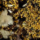 Hemimorphite and MimetiteDistrito Santa Eulalia, Municipio Aquiles Serdán, Chihuahua, México10.2 x 6.8 x 4.1 cm (Author: Michael Shaw)