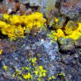 CadwaladeritaMina Victoria Segunda, Cerros Pintados, Salar de Pintados, Provincia Tamarugal, Región Tarapacá, ChileCampo de visión 2 cm. (Autor: Antonio P. López)