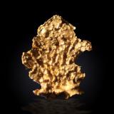 Gold<br />Harvard Mine, Mother Lode Belt, Jamestown, Jamestown District, Tuolumne County, California, USA<br />9 mm x 12 mm x 2 mm<br /> (Author: Firmo Espinar)