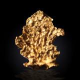 GoldHarvard Mine, Mother Lode Belt, Jamestown, Jamestown District, Tuolumne County, California, USA9 mm x 12 mm x 2 mm (Author: Firmo Espinar)