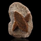 Estaurolita [Staurolite]<br />Pestsovye Keivy, Montes Keivy, Península Kola, Murmanskaja Oblast, Región Norte, Rusia<br />6 x 4 x 2 cm / cristal principal: 4  cm<br /> (Autor: Museo MIM)