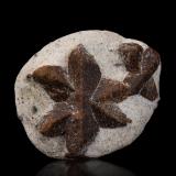 Estaurolita [Staurolite]<br />Pestsovye Keivy, Montes Keivy, Península Kola, Murmanskaja Oblast, Región Norte, Rusia<br />5.5 x 4.5 x 2 cm / cristal principal: 3.9 cm<br /> (Autor: Museo MIM)