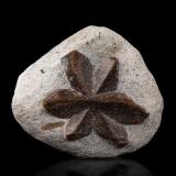 Estaurolita [Staurolite]<br />Pestsovye Keivy, Montes Keivy, Península Kola, Murmanskaja Oblast, Región Norte, Rusia<br />8 x 7.5 x 3 cm / cristal principal: 5.8 cm<br /> (Autor: Museo MIM)