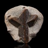 Estaurolita [Staurolite]<br />Pestsovye Keivy, Montes Keivy, Península Kola, Murmanskaja Oblast, Región Norte, Rusia<br />7 x 7 x 3 cm / cristal principal: 6.1 cm<br /> (Autor: Museo MIM)