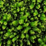 Pyromorphite
Daoping Mine, Gongcheng, Guilin, Guangxi Zhuang, China
95 mm x 85 mm

Close-up view (Author: Carles Millan)