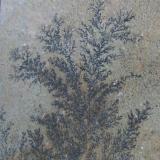 Dendrite on Sandstone 70mm tall (Author: nurbo)