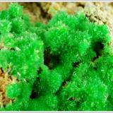 Pyromorphite - Schau ins Land Mine - Hofsgrund - Blackforrest - Germany - minature (5.3 x 2.9 x 3.5 cm) (Author: jaysminerals)