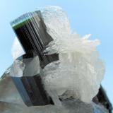 Tourmaline, quartz, albite
Shengus, Haramosh Mountains, Skardu, Gilgit-Baltistan, Pakistan
72 mm x 61 mm x 48 mm. Main tourmaline size: 11 mm wide

Close up view. (Author: Carles Millan)