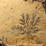 Manganese oxide on limestone. The main dendrite is 6 cm across. From National Limestone quarry, Mount Pleasant Mills, Pennsylvania. (Author: Jessica Simonoff)