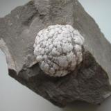 About 3 cm measuring ulexite nodule (so-called "cotton ball") in massive anhydrite. Sample from the first place ulexite was found in Germany, the Niederellenbach quarry near Rothenburg, Hesse. From the collection of Sigmund Koritnig who described the mineral from Niederellenbach. (Author: Andreas Gerstenberg)