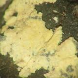 Yellowish massive villyaellenite on native arsenic from the 366 shaft, Aue-Alberoda, Erzgebirge, Saxony. Picture width 3 mm. (Author: Andreas Gerstenberg)