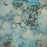 Pale blue dypingite balls from the Gottesbelohnung smelter, Hettstedt, Saxony-Anhalt. Picture width 4 mm. (Author: Andreas Gerstenberg)