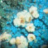 Blue cyanotrichite with white chalkoalumite and green brochantite from St. Briccius mine, Annaberg district, Erzgebirge, Saxony. Picture width 5 mm. (Author: Andreas Gerstenberg)