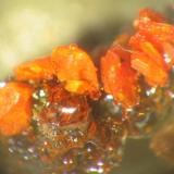 Orange red alacranite crystals from Wilmsdorfer shaft, Possendorf near Dresden, Saxony. Picture width 2 mm. (Author: Andreas Gerstenberg)