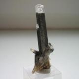 The copper shist district Mansfeld-Eisleben-Sangerhausen (Saxony-Anhalt) is - among other things - famous for its gypsum specimens. Most collectors know the colorless and grey crystals from Eisleben. From Sangerhausen (Thomas Müntzer shaft) brown elongated crystals are frequent. A certain variety are "Weißkopfgipse" (white-headed gypsum) from that locality - black crystals with colorless tops. There are big samples with crystals standing closely packed: a feast for the eyes! (Author: Andreas Gerstenberg)