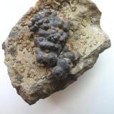 Black siderite in the variety sphaerosiderite on basalt rock from the Steinheim quarry, Hanau, Hesse. 5,5 cm in width. (Author: Andreas Gerstenberg)