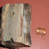 Petrified Wood Unknown Origin
6.8cm x 4.8cm x 3.2cm (Author: Screenname)