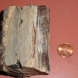 Petrified Wood Unknown Origin
6.8cm x 4.8cm x 3.2cm (Author: Screenname)