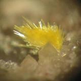 2 mm uranophane spray on quartz from a rather unusual locality: 235 shaft near Antonshöhe, Breitenbrunn district, Erzgebirge, Saxony. The Breitenbrunn district is known for some nice skarn minerals (as garnets ore rare borate minerals like ludwigite). But also silver veins occured and - uranium minerals. But the latter you normally don´t see any grain of on mineral market... (Author: Andreas Gerstenberg)