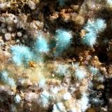 Auricalcita. Mina Nieves. Viernoles. Cantabria.
Cristales de 2/3 mm. (Autor: Jose Luis Otero)