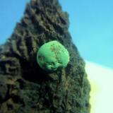 Malaquita mina la hoya Guejar sierra Granada  esfera de 8mm.jpg (Autor: Nieves)