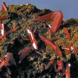 Crocoita.
Cristales hasta 1,1 cm. Dundas Extended Mine, Dundas, Tasmania, Australia.
Col. y foto Nacho Gaspar. (Autor: Nacho)