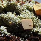 Wulfenite and Mimetite, Ojuela Mine, Mun de Mapimi, Durango,  Mexico, largest  Wulfenite approx 7 mm across. (Author: nurbo)