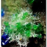 Olivenita y conicalcitaCuesta Alta Mine, Cerro Minado, Huércal-Overa, Comarca Levante Almeriense, Almería, Andalusia, SpainAncho 1,5 mm. (Autor: Rafa Muñoz(mineralvarado))