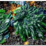 Conicalcita pseudomorfica de azurita.Calicata Dolores, Pastrana, Mazarrón / Águilas, Comarca Alto Guadalentín, Región de Murcia (Murcia), EspañaEncuadre 9 mm. (Autor: Rafa Muñoz(mineralvarado))
