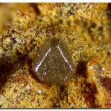 Clorargirita.Calicata Dolores, Pastrana, Mazarrón / Águilas, Comarca Alto Guadalentín, Región de Murcia (Murcia), EspañaCristal de 0,25mm (Autor: Rafa Muñoz(mineralvarado))
