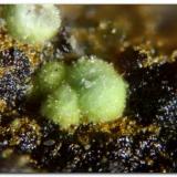 Barahonaita-(FeCalicata Dolores, Pastrana, Mazarrón / Águilas, Comarca Alto Guadalentín, Región de Murcia (Murcia), EspañaGrupo central de 0,4 mm. (Autor: Rafa Muñoz(mineralvarado))
