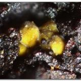 CobaltarthuritaCalicata Dolores, Pastrana, Mazarrón / Águilas, Comarca Alto Guadalentín, Región de Murcia (Murcia), EspañaGrupo 1 mm. (Autor: Rafa Muñoz(mineralvarado))