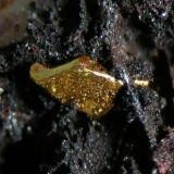 Oro<br />Socavón Dos de Mayo, Mina Pilar, La Nava de Ricomalillo (Buenasbodas), Comarca La Jara, Toledo, Castilla-La Mancha, España<br />Cristal de 1,1 mm.<br /> (Autor: Nacho)