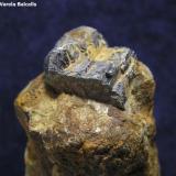 GalenaLa Martorellense Mine, Martorell-Castellví de Rosanes, Comarca Baix Llobregat, Barcelona, Catalonia / Catalunya, SpainArista del cubo 1,2 cm. (Autor: Frederic Varela)
