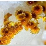 CacoxenitaMina La Paloma, Zarza la Mayor, Mancomunidad Rivera de Fresnedosa, Cáceres, Extremadura, EspañaEncuadre 4 mm. (Autor: Rafa Muñoz(mineralvarado))