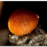 Cacoxenita.La Paloma Mine, Zarza la Mayor, Mancomunidad Rivera de Fresnedosa, Cáceres, Extremadura, SpainGrupo de 0,5 mm. (Autor: Rafa Muñoz(mineralvarado))